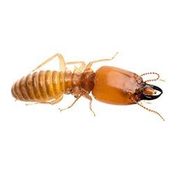 Termite Services by Castech Pest Services  Madera