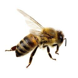 Castech Pest Services gets rid of bees