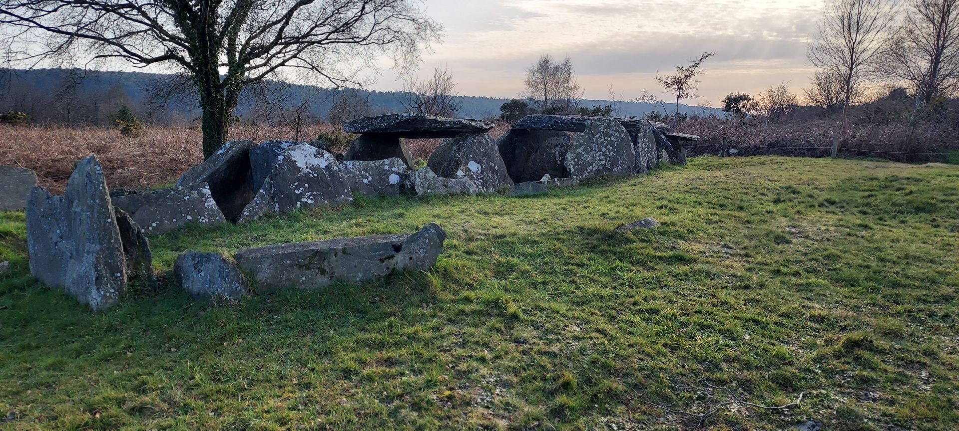 un champ herbeux avec des rochers et des arbres en arrière-plan