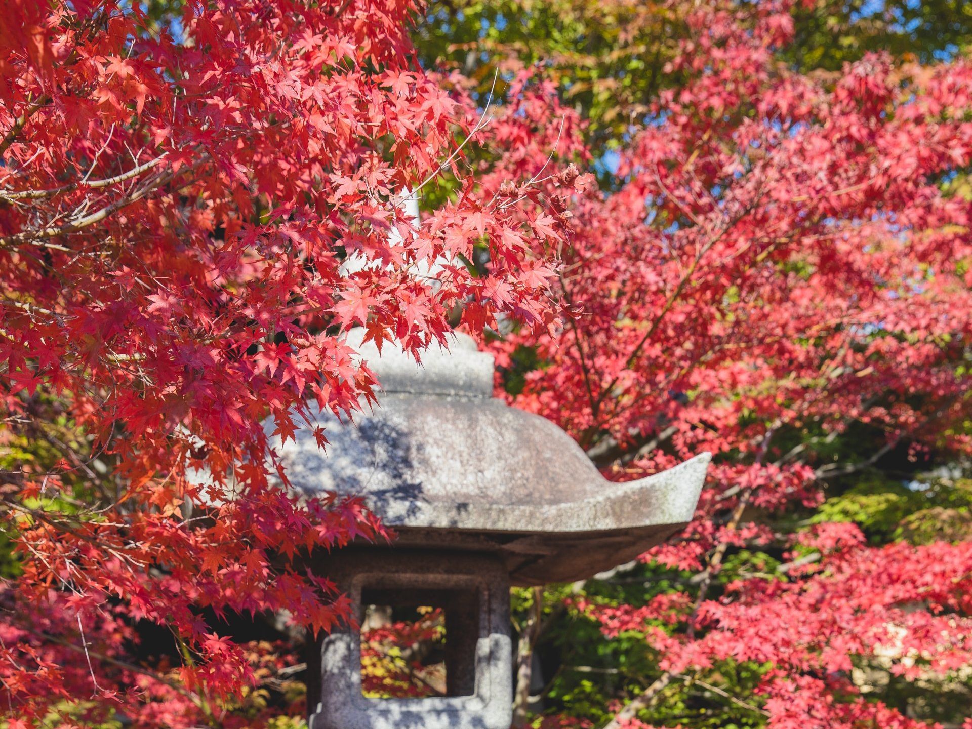 une lanterne en pierre entourée d' arbres aux feuilles rouges