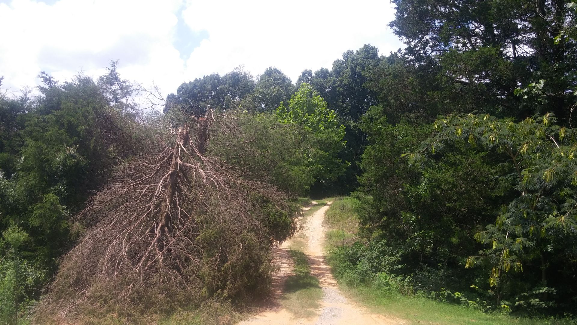 A dirt road surrounded by trees and bushes on a sunny day.