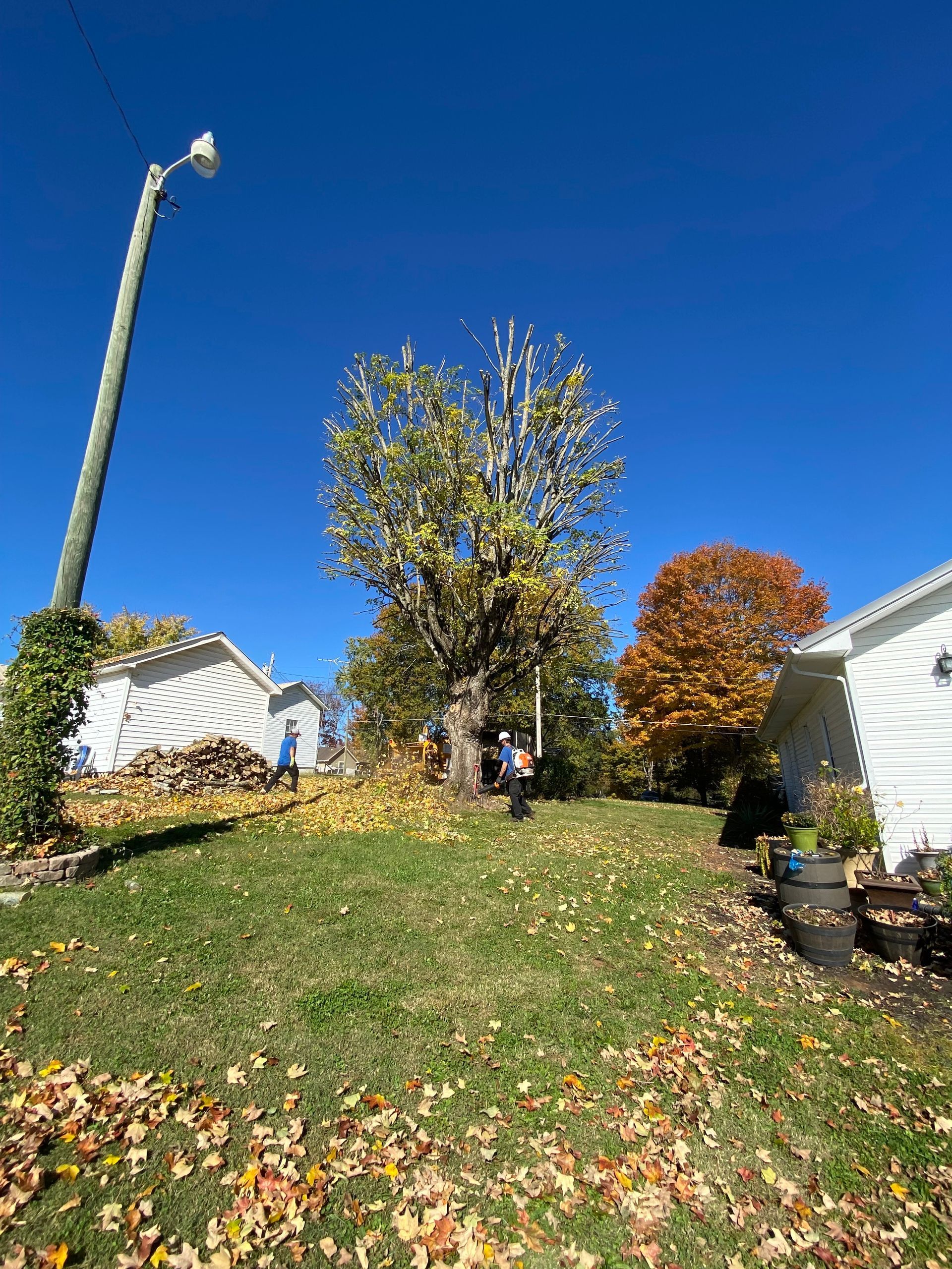 A man is cutting a tree in a backyard with a crane.
