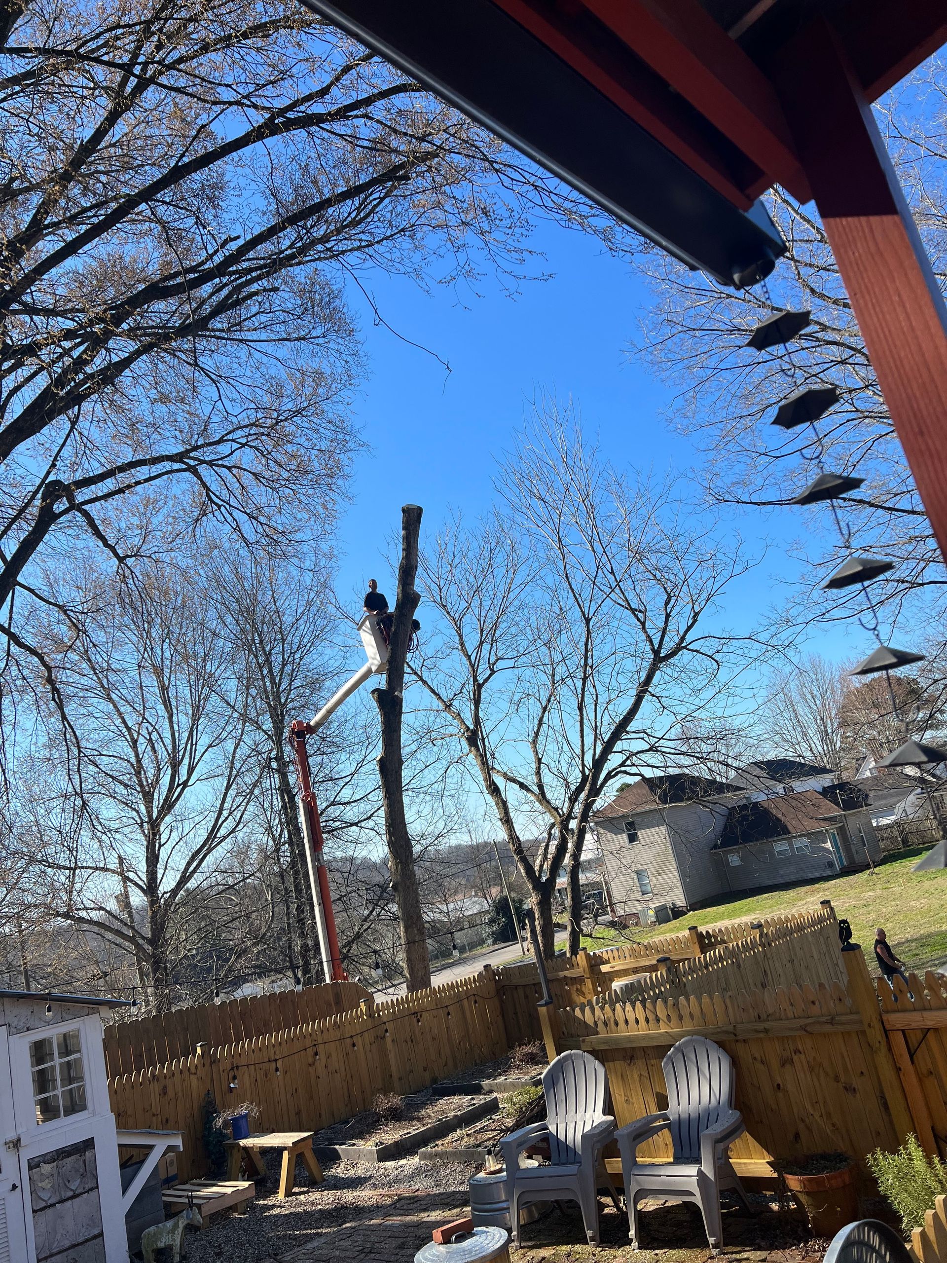 A man in a bucket is cutting a tree in a backyard.