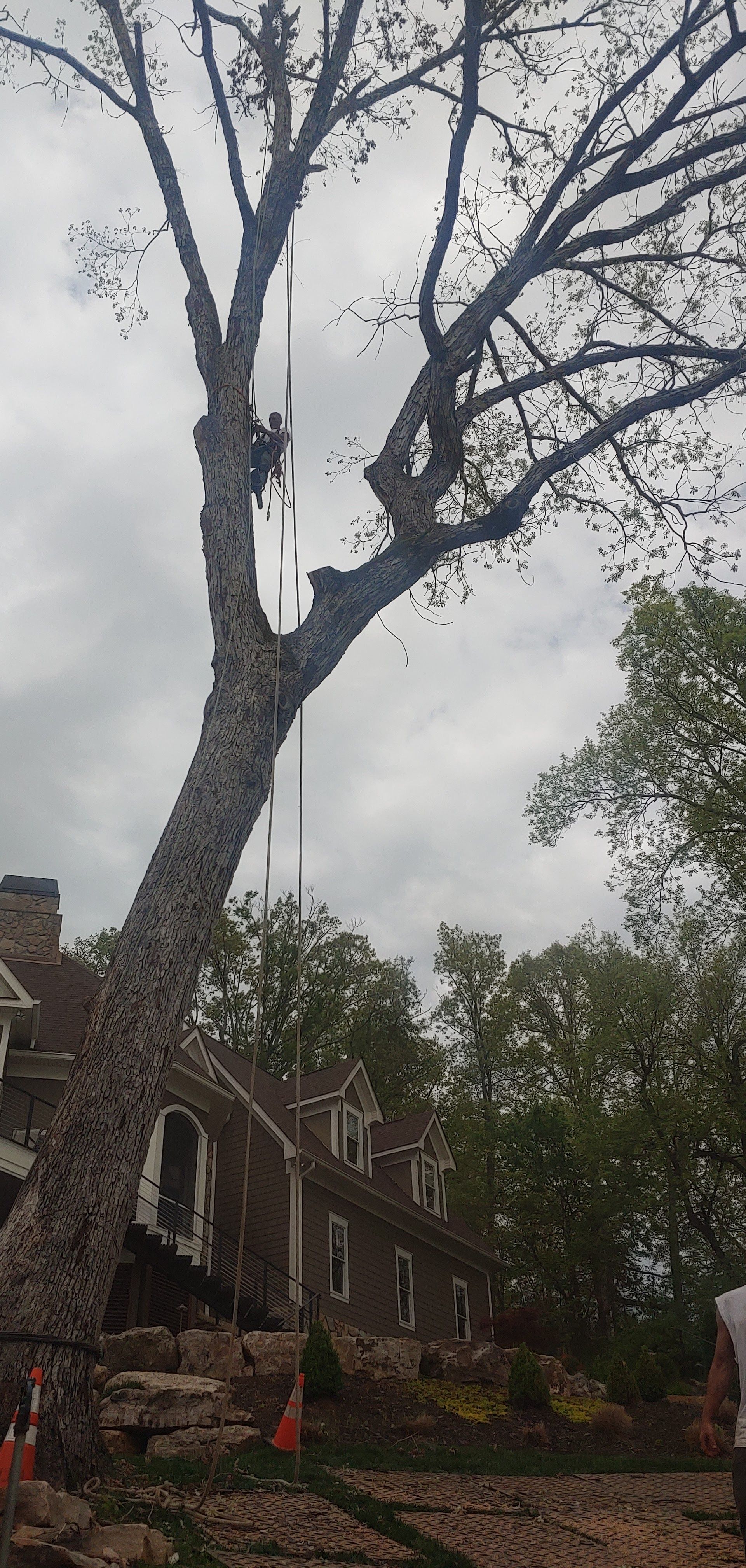 A tree is being cut down in front of a house.