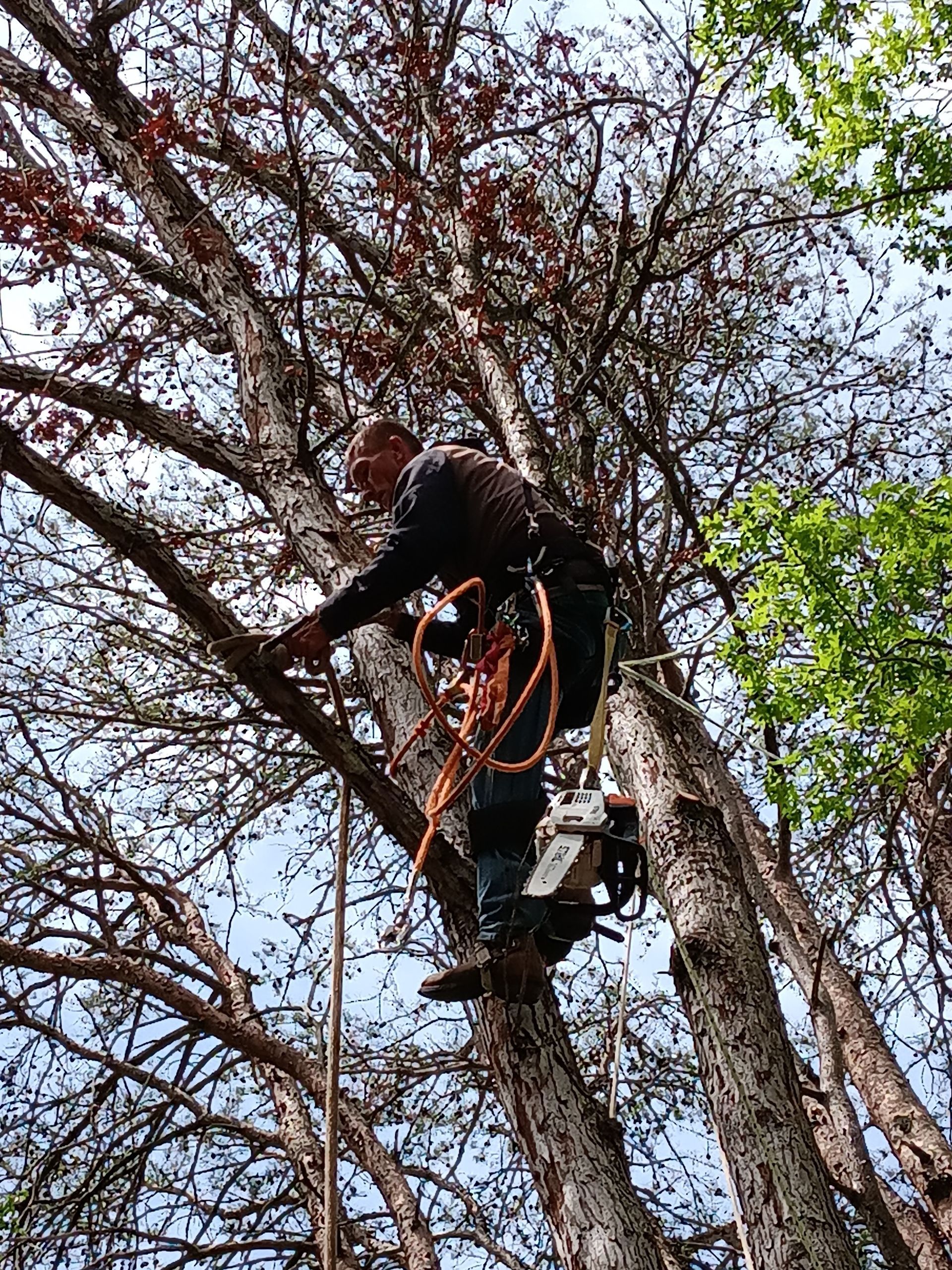 A man is climbing up a tree with a rope.