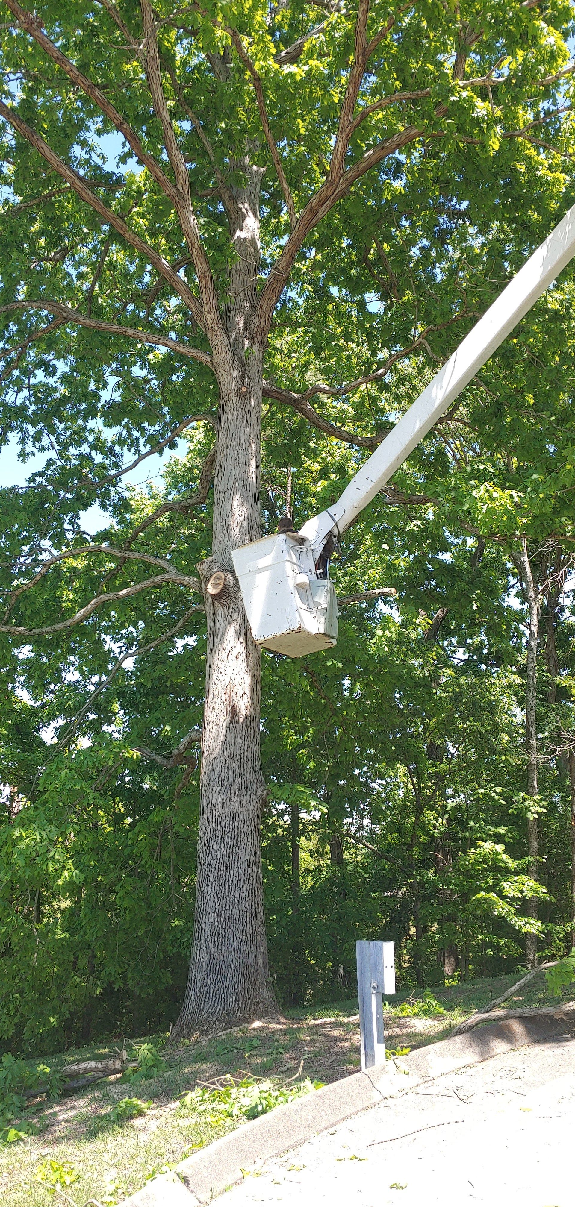 A person is cutting a tree with a crane.
