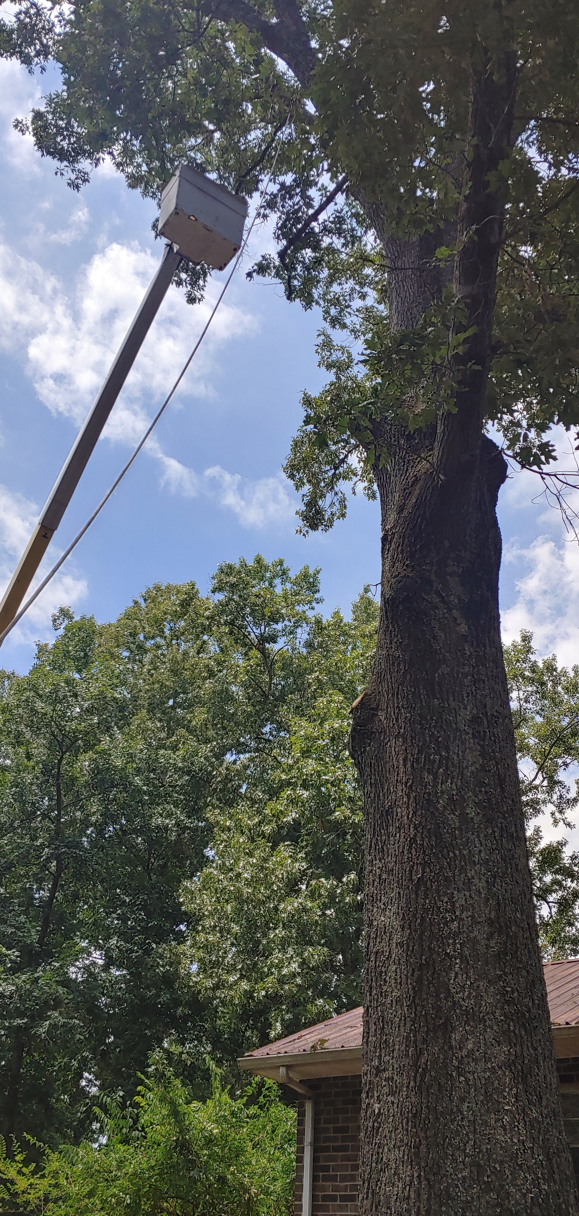 A person is cutting a tree with a crane.