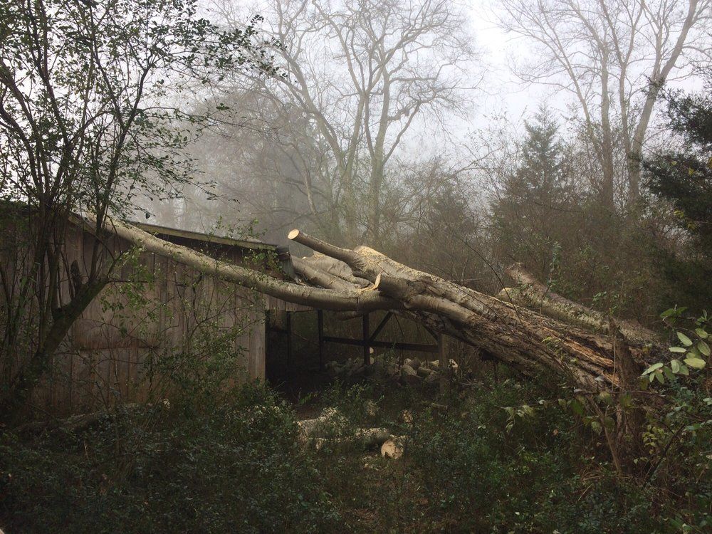A tree has fallen on the roof of a building in the woods.
