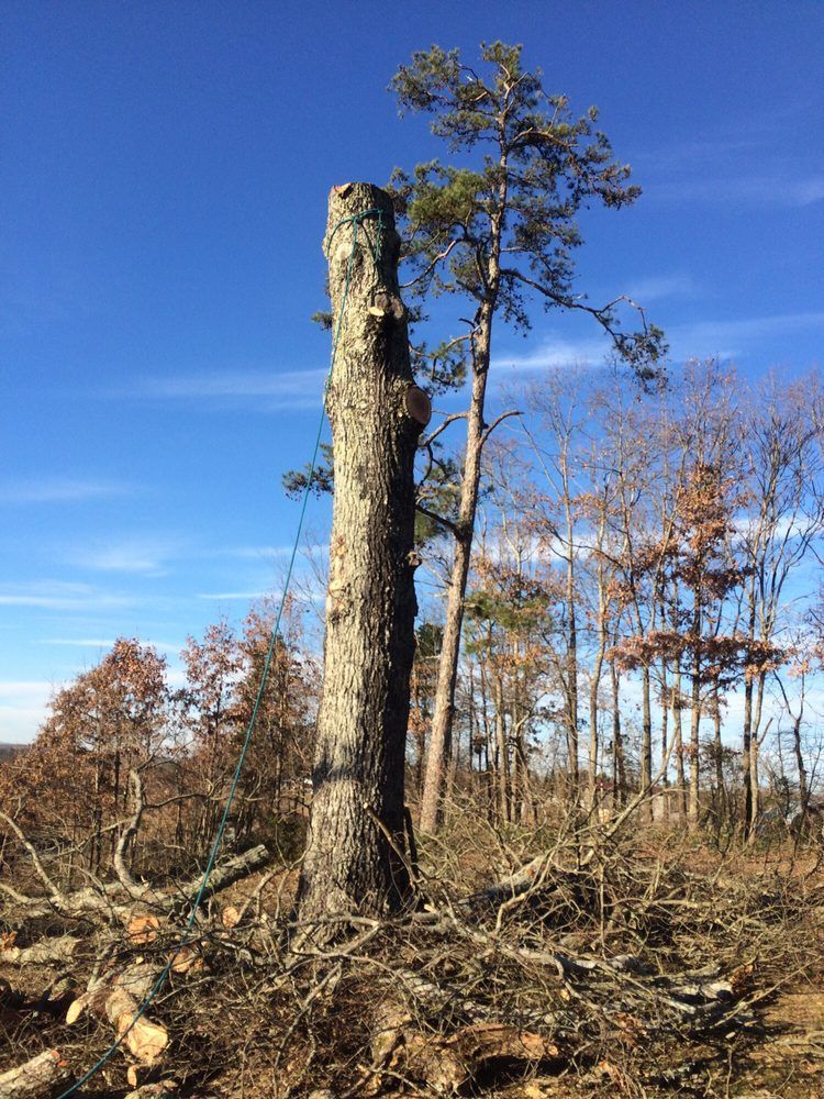 A large tree stump in the middle of a forest.