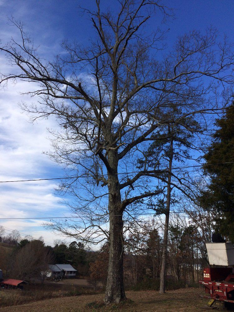 A large tree without leaves is in the middle of a field.