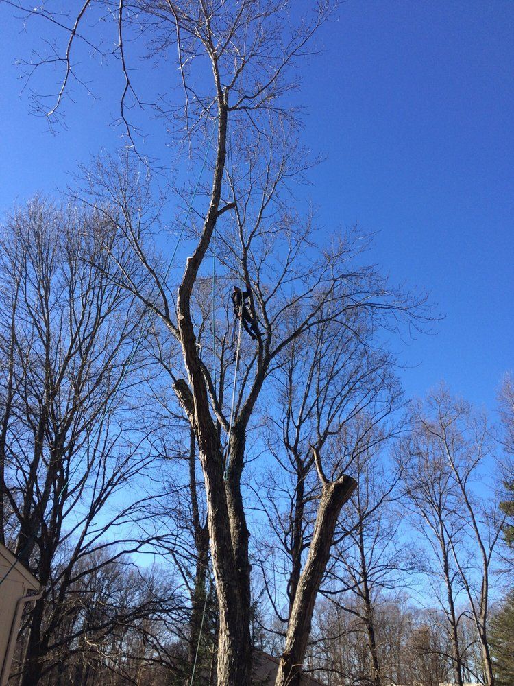 A man is climbing a tree without leaves on a sunny day.