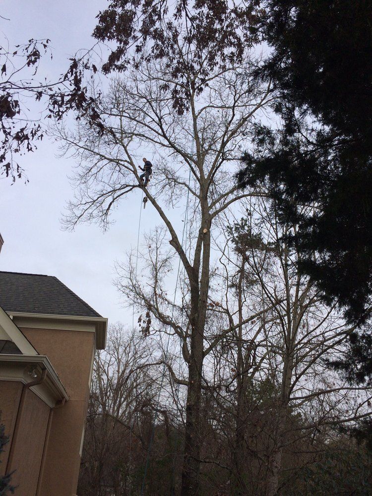 A tree is being cut down in front of a house.