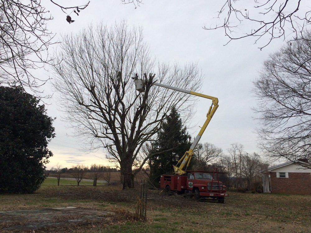 A red truck with a crane attached to it is cutting a tree.