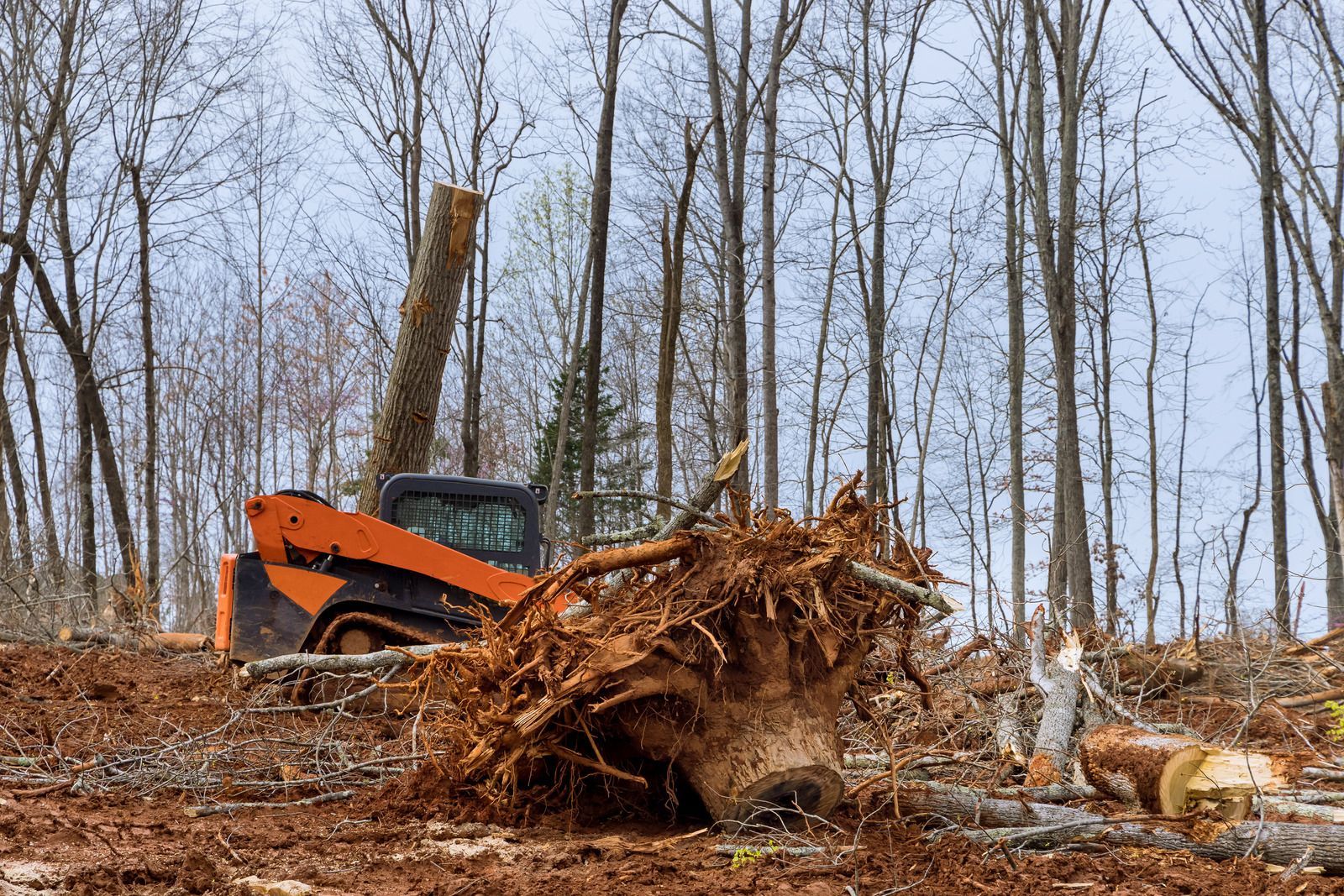 A bulldozer is cutting down trees in a forest.