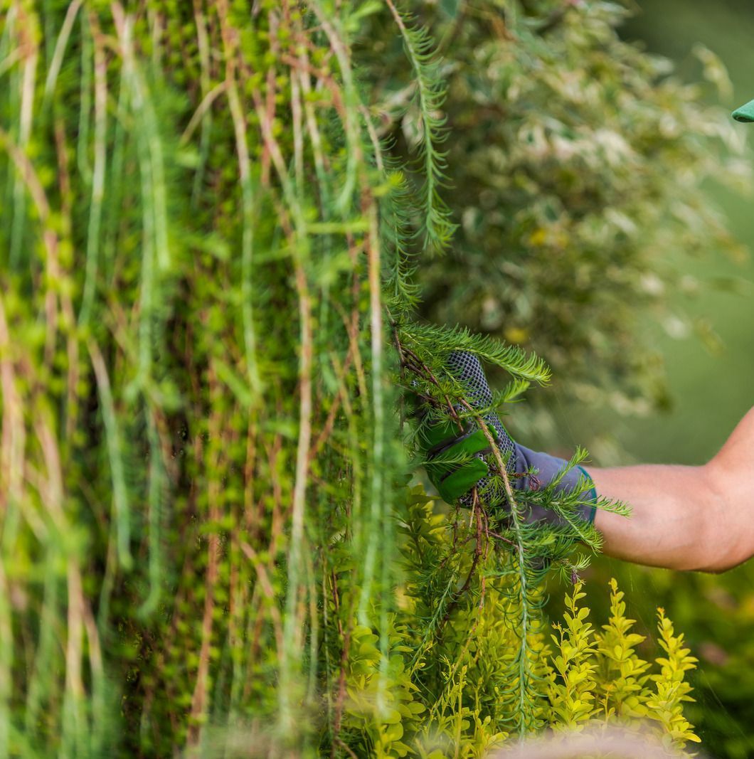 A man is kneeling down in a garden cutting a bush with a hedge trimmer.