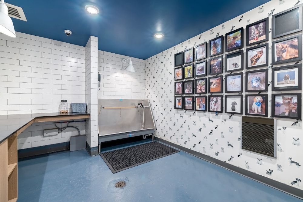 Modern pet grooming room with a stainless steel washing station, a utility sink built into a wooden countertop, and a wall adorned with framed photographs of various pets. The room also features white subway tiles, blue flooring, and a patterned wallpaper with small animal silhouettes at Marq Iliff Station in Aurora, CO.