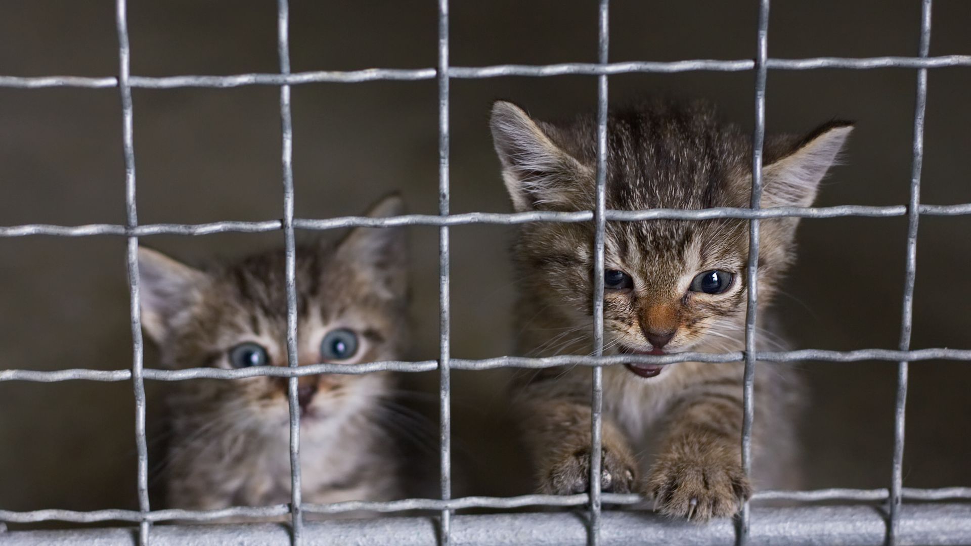 Two tabby kittens in a cage, looking out with concerned expressions.
