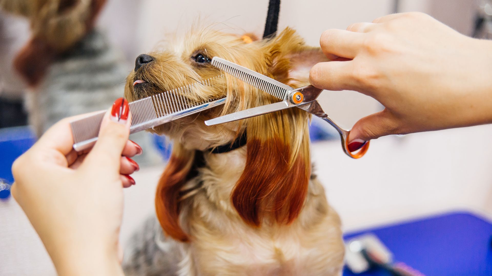 Dog being groomed at a salon; groomer trims ear fur with scissors and comb.