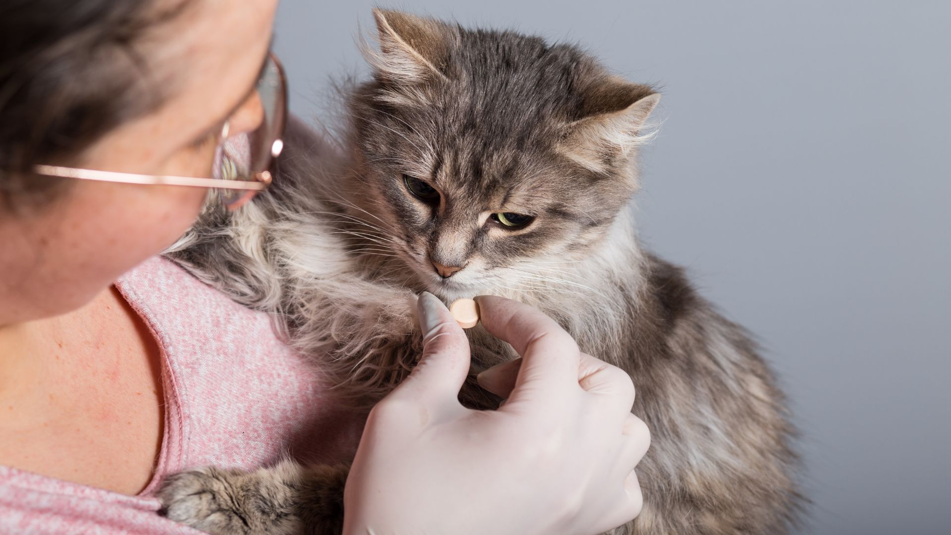 Person giving a cat a pill. The cat is held and looks toward the pill. Gray background.