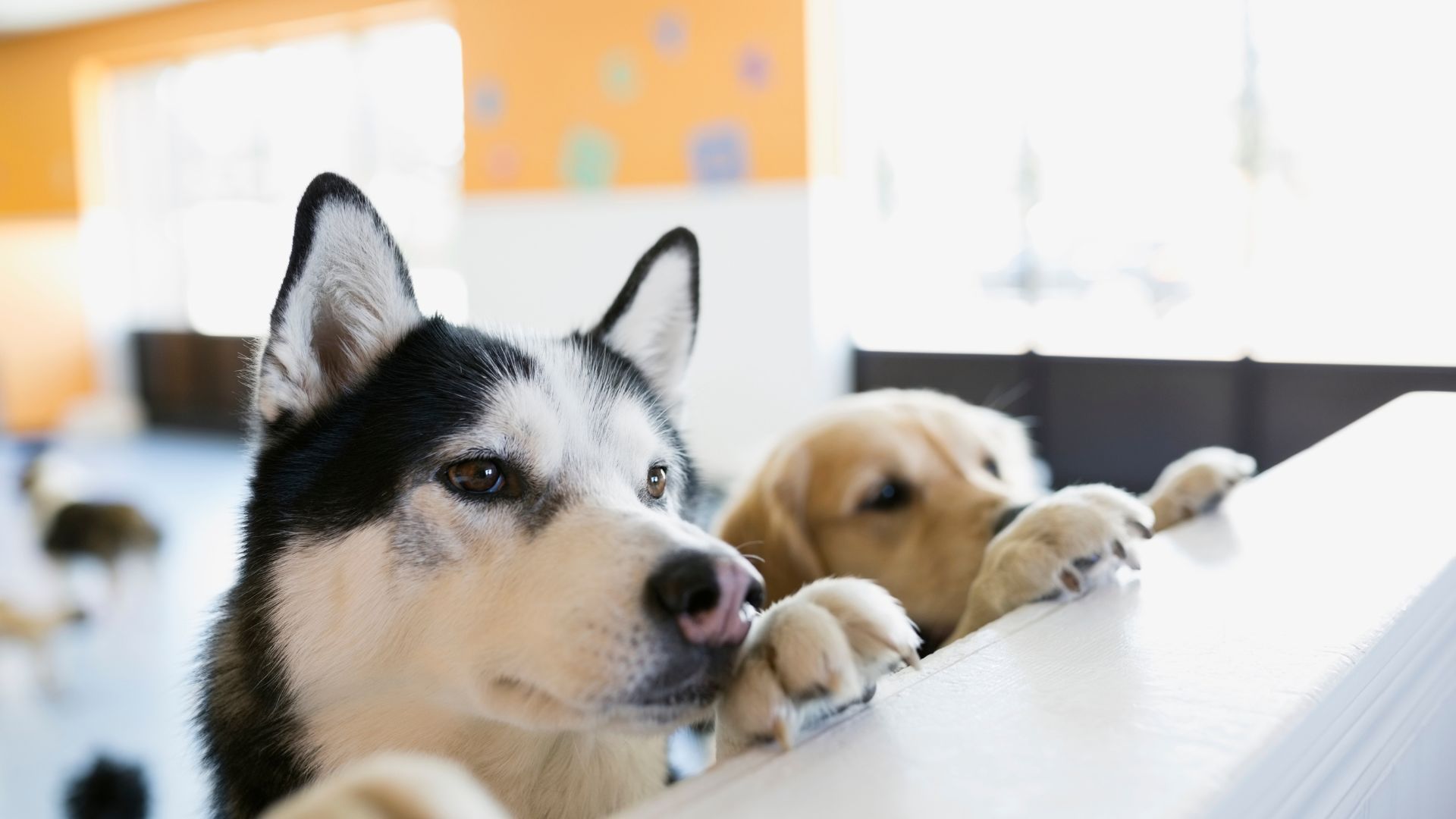 Siberian husky and golden retriever with paws on a white surface, looking up. Interior setting with blurred background.