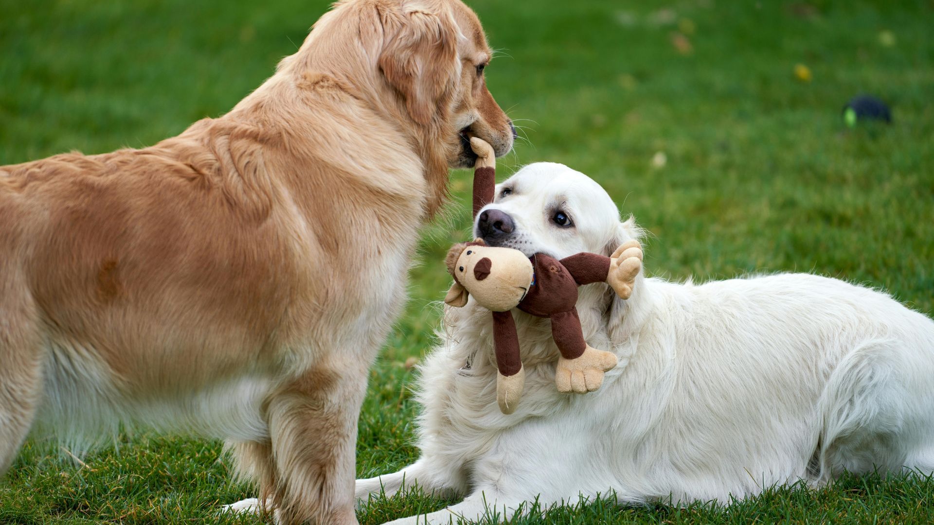 Two golden retrievers playing tug-of-war with a stuffed monkey on a grassy lawn.