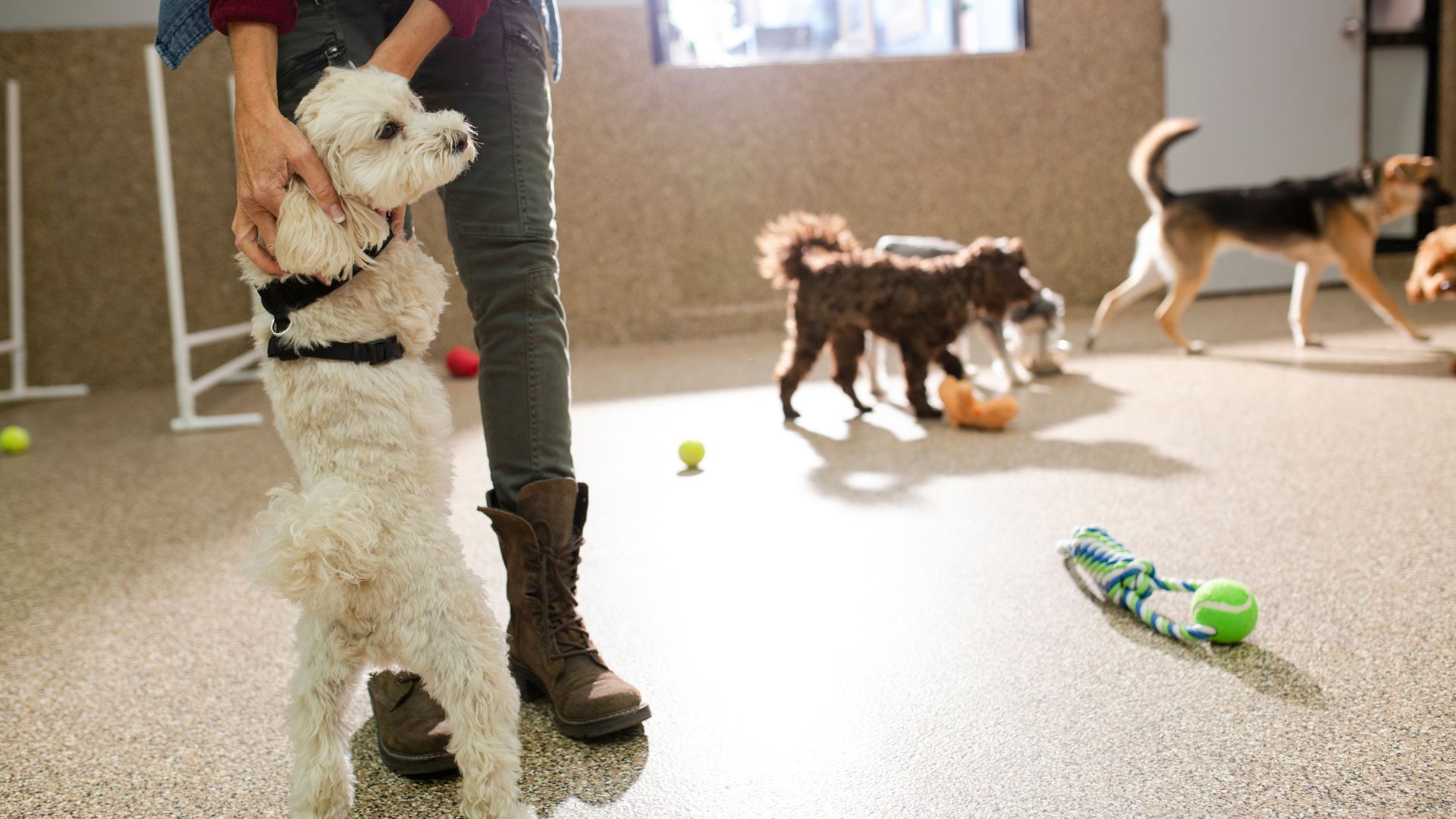 Person holding a small white dog in a dog play area, other dogs playing in the background.
