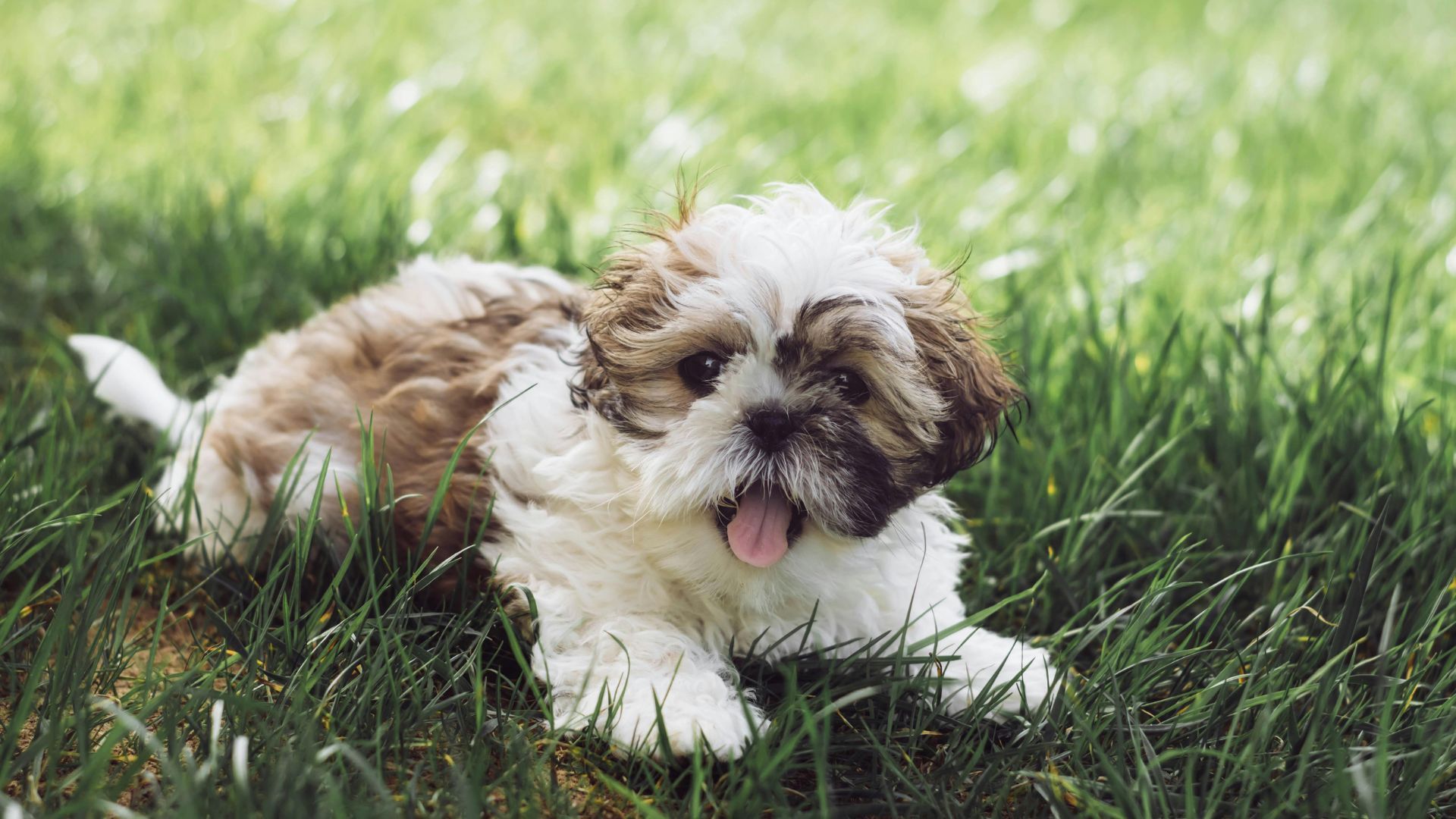 Fluffy Shih Tzu puppy with brown and white fur, resting in green grass, tongue out.