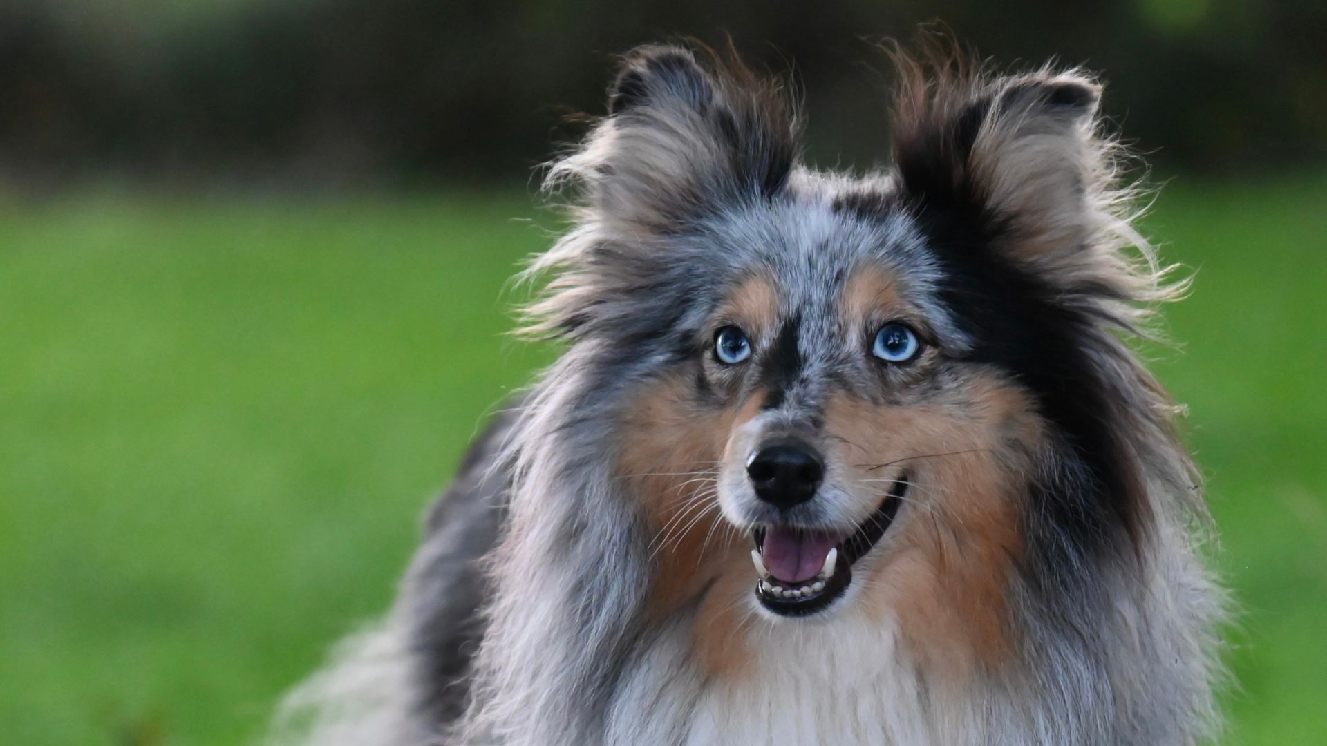 Blue merle Sheltie dog with bright blue eyes, smiling, against a blurred green background.