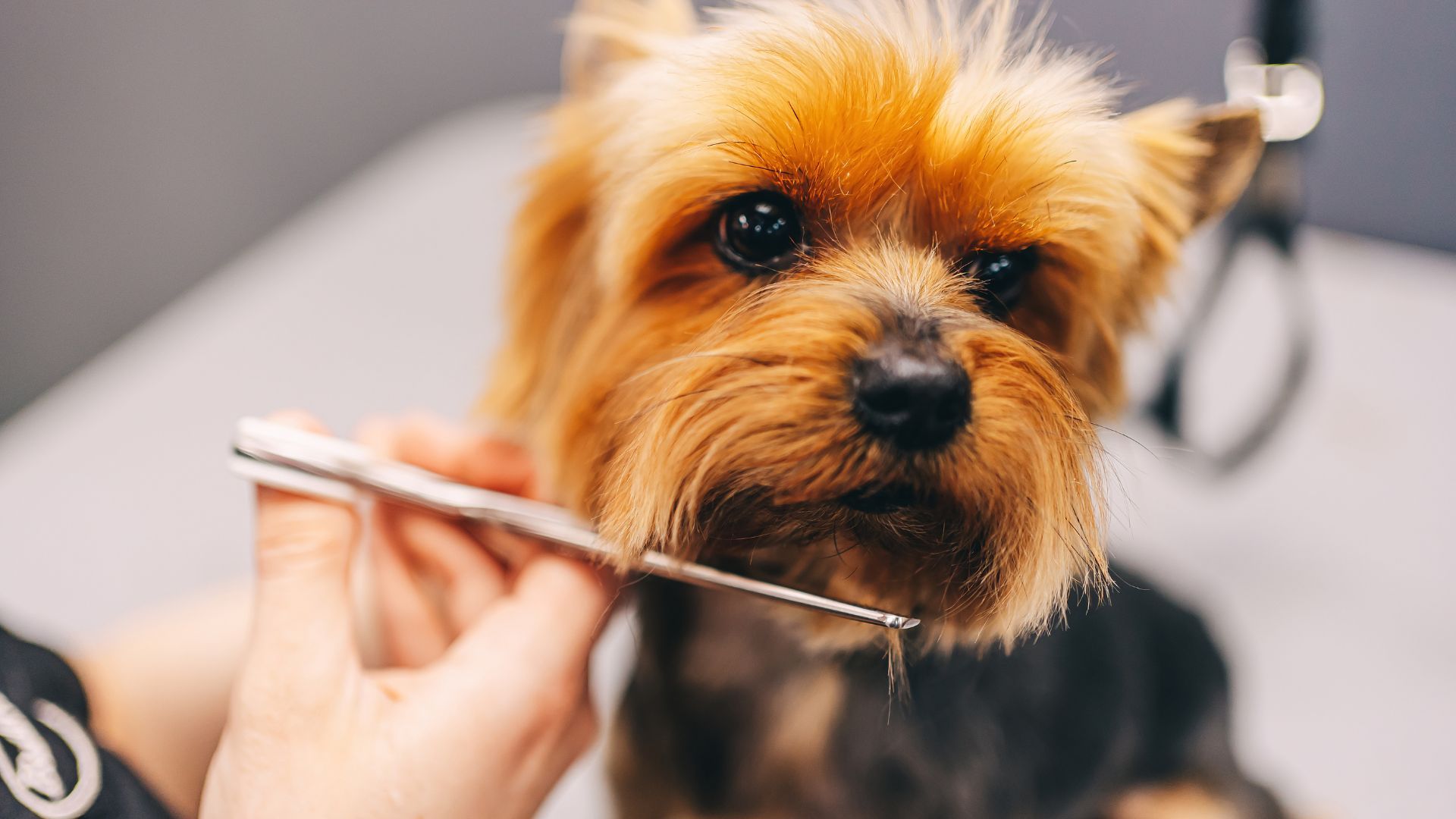 Yorkshire Terrier getting its beard trimmed with scissors at a grooming salon.