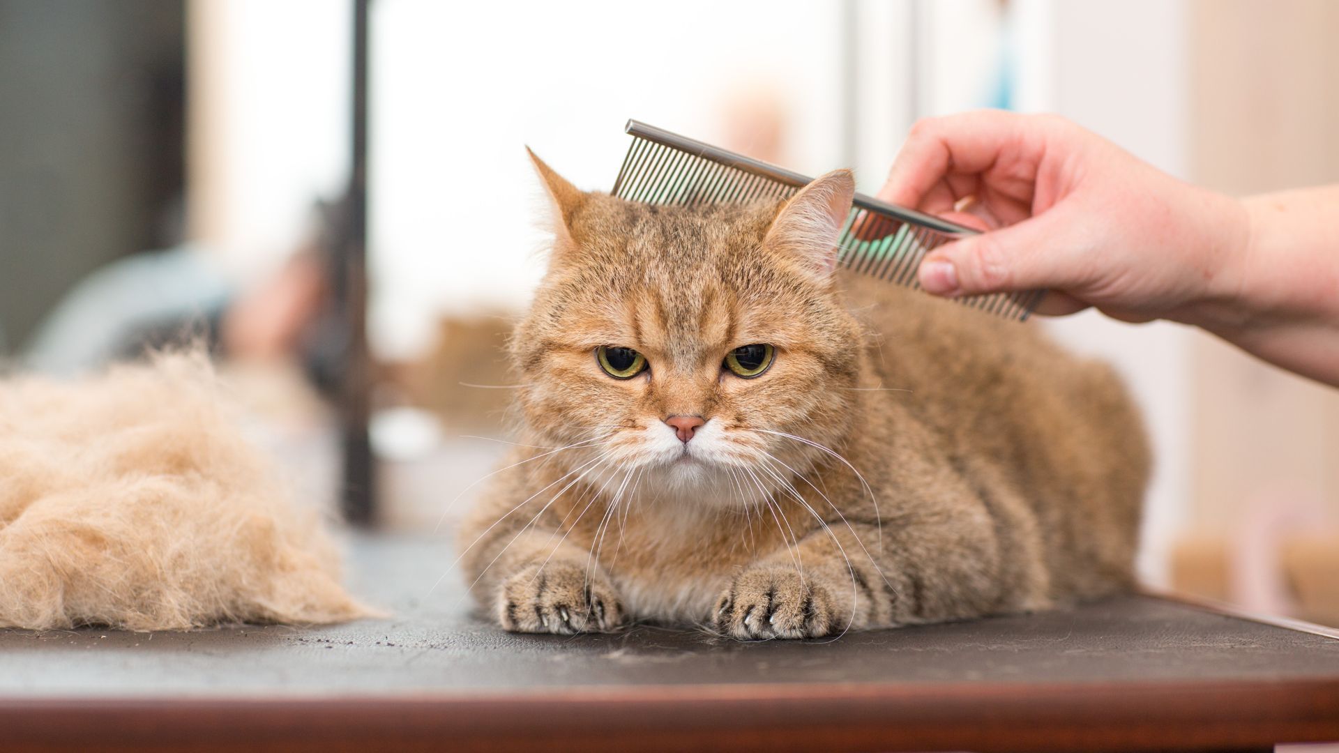 A cat is being brushed by a person, shedding fur onto a table.