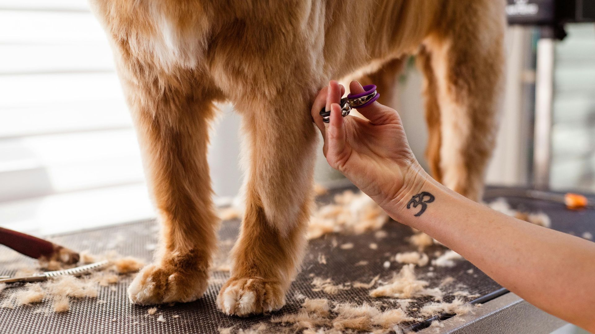 A person trims a golden-colored dog's fur on a grooming table.
