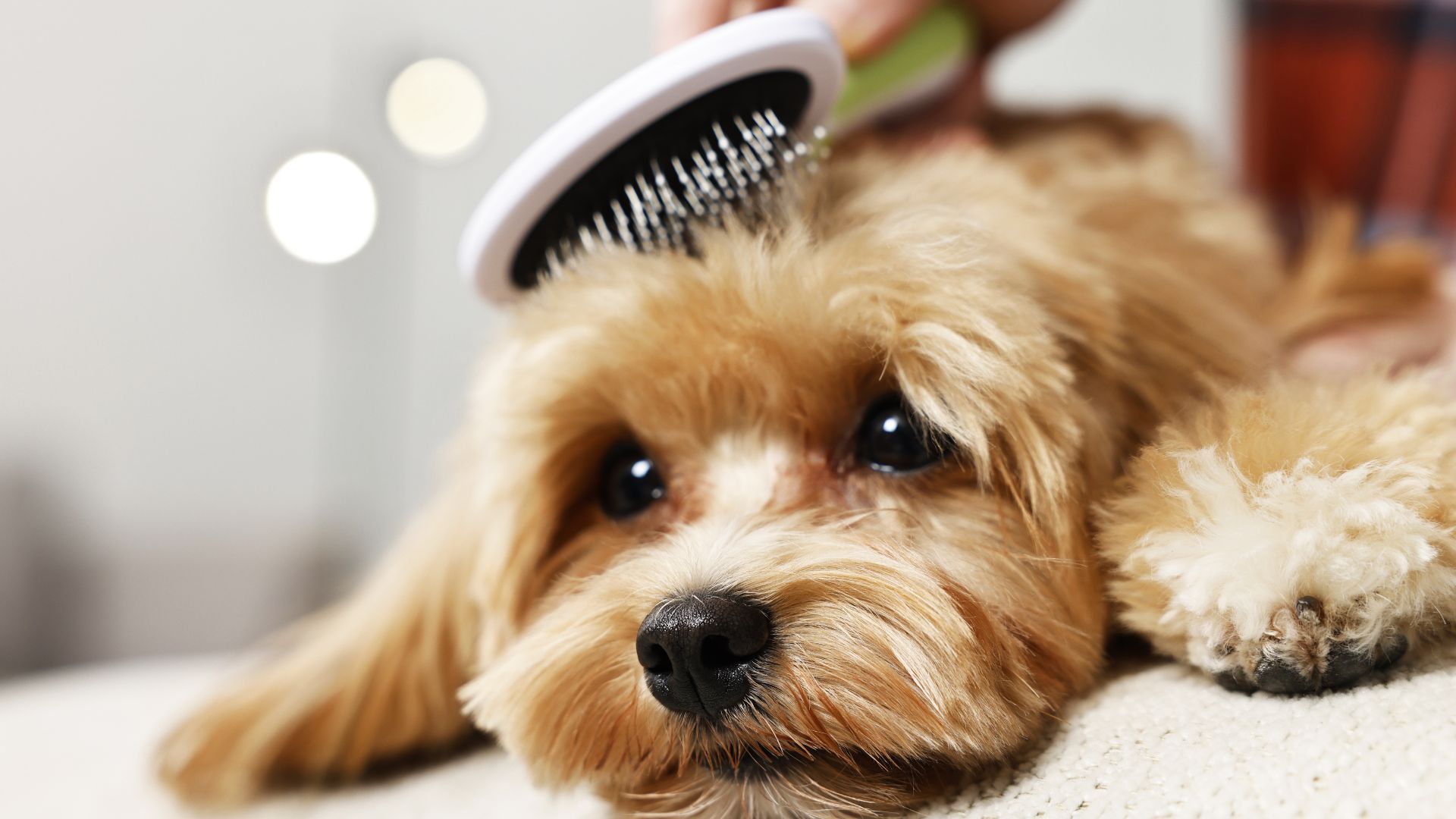 A tan-colored dog being brushed on the head with a white and green brush, indoors.