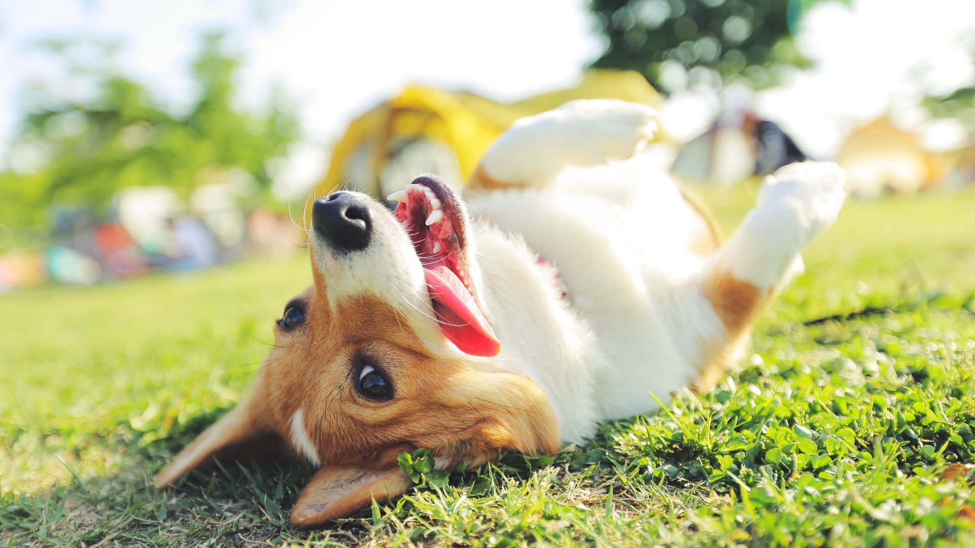 Happy corgi rolling on its back in green grass with a yellow tent in the background.