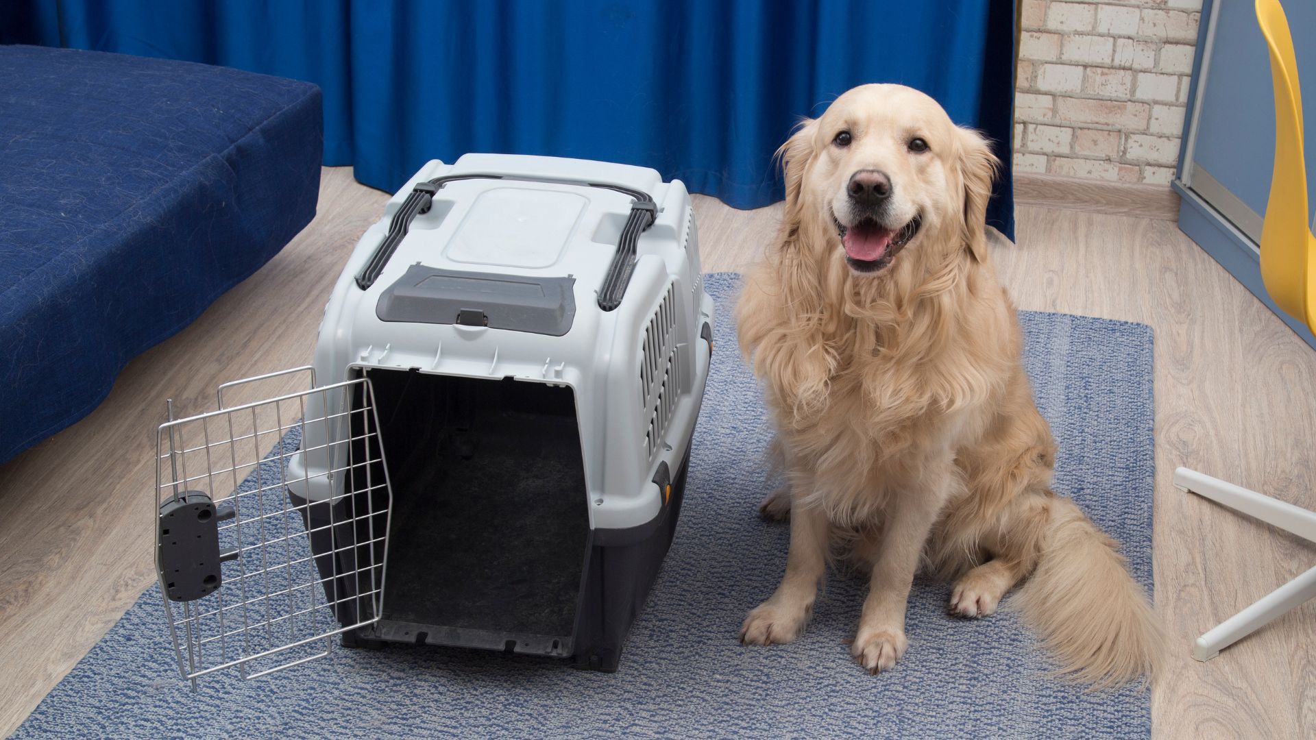 Golden retriever sits beside an open pet carrier on a blue rug indoors; dog is smiling.