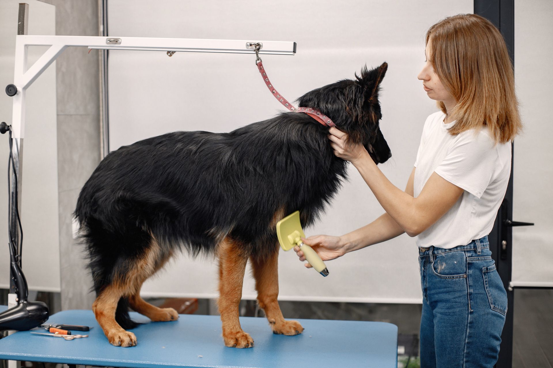 Yorkshire Terrier getting its beard trimmed with scissors at a grooming salon.