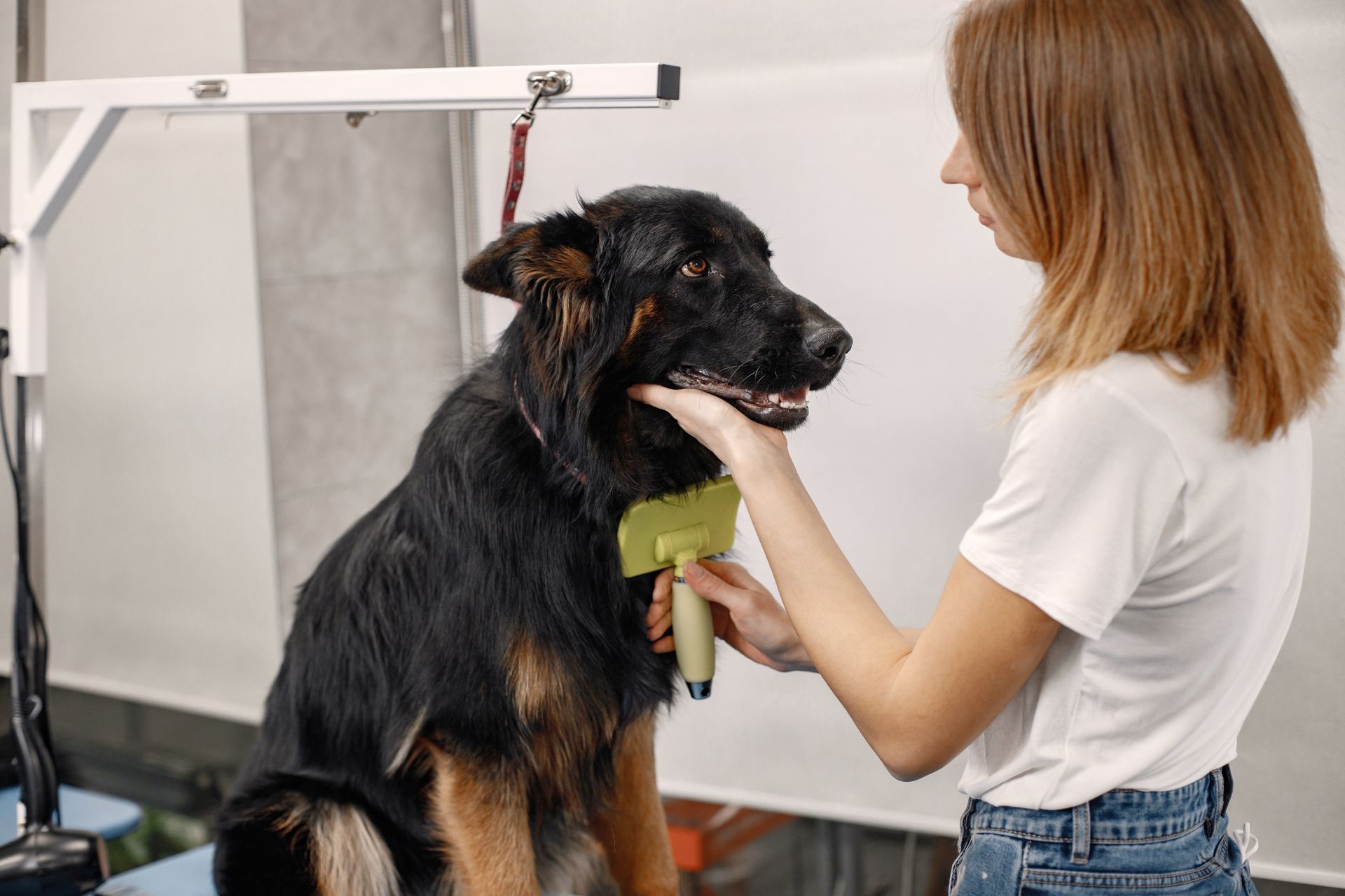 Dog being groomed at a salon; groomer trims ear fur with scissors and comb.
