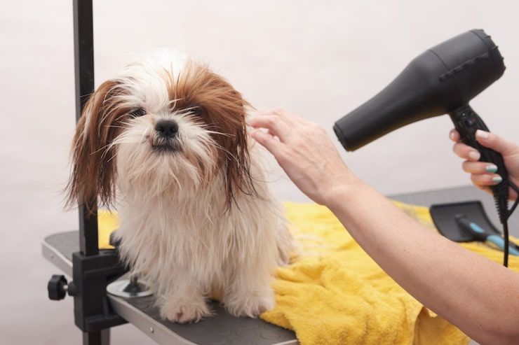 A person trims a golden-colored dog's fur on a grooming table.
