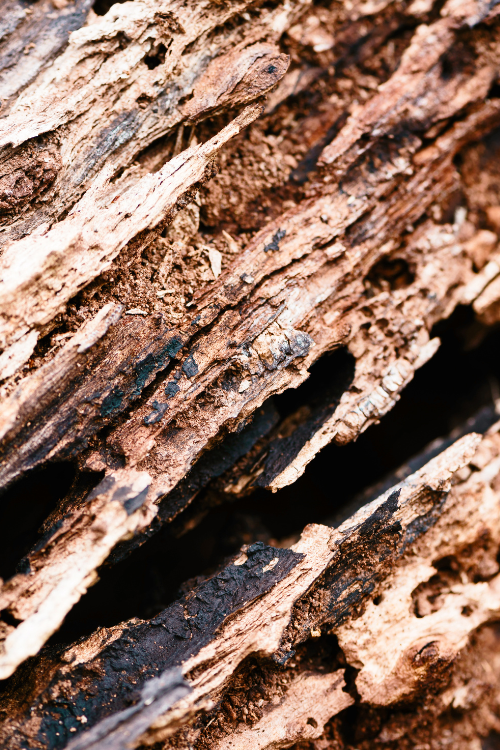 A close up of a piece of wood that has been eaten by termites.