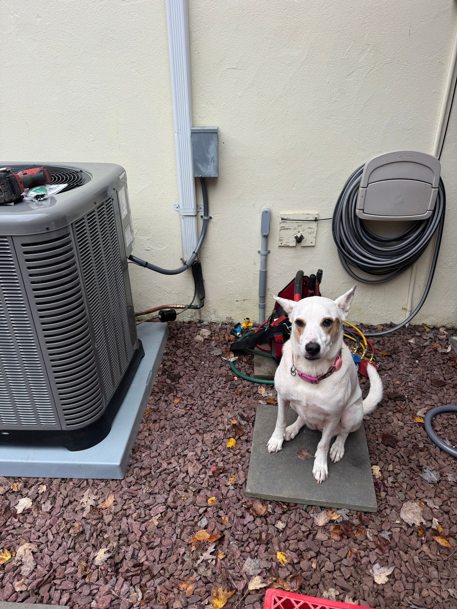 White dog wearing a harness sits on a stone slab next to an air conditioning unit.