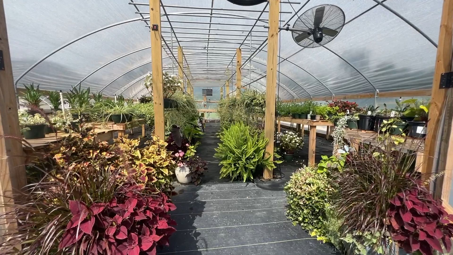 Inside a greenhouse: plants on display, dark floor, overhead support beams, and a ceiling fan.