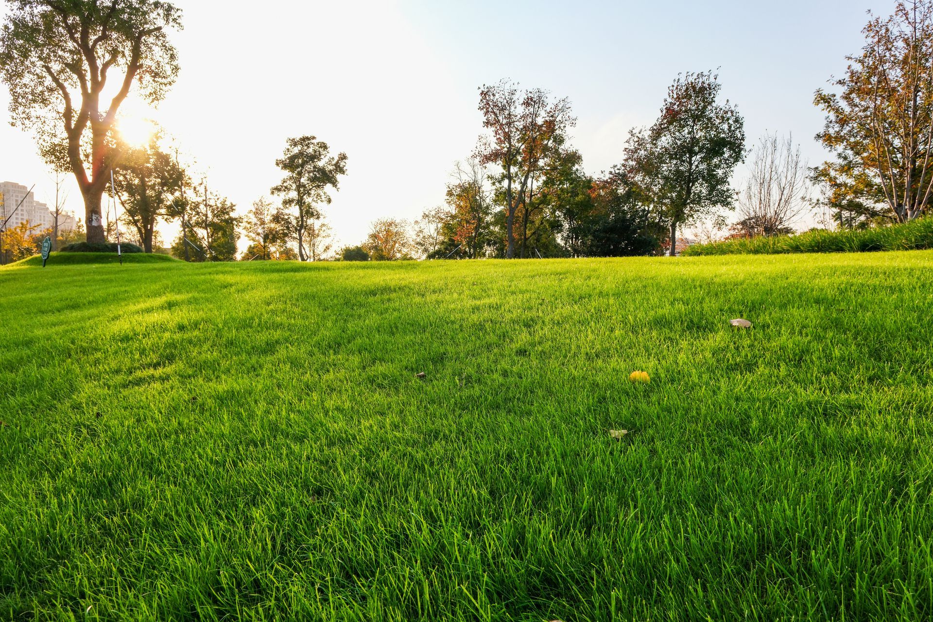 Lush green grass on a slight hill, with trees and sunlight in the background.