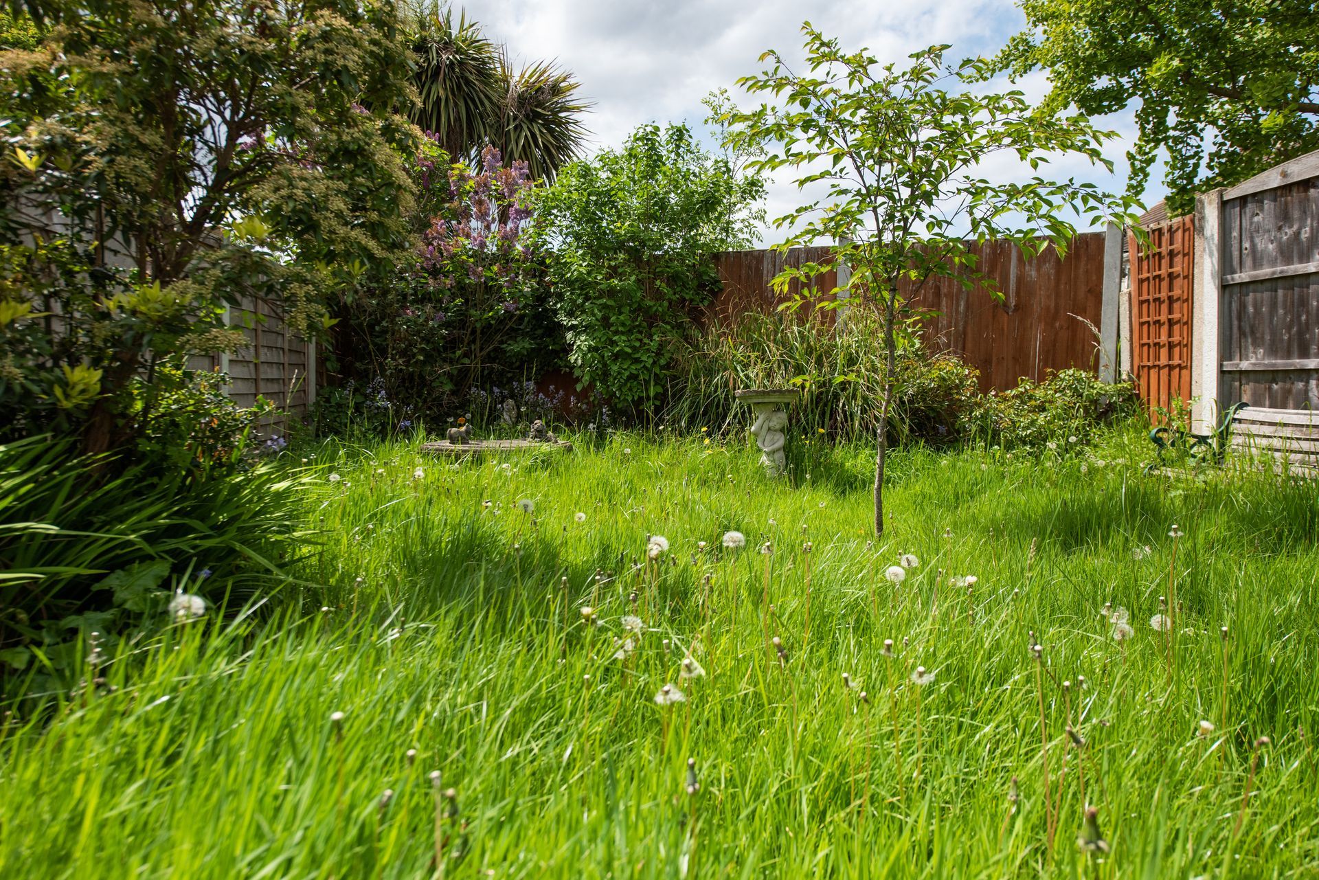 Overgrown backyard with tall green grass, trees, and weathered wooden fence.