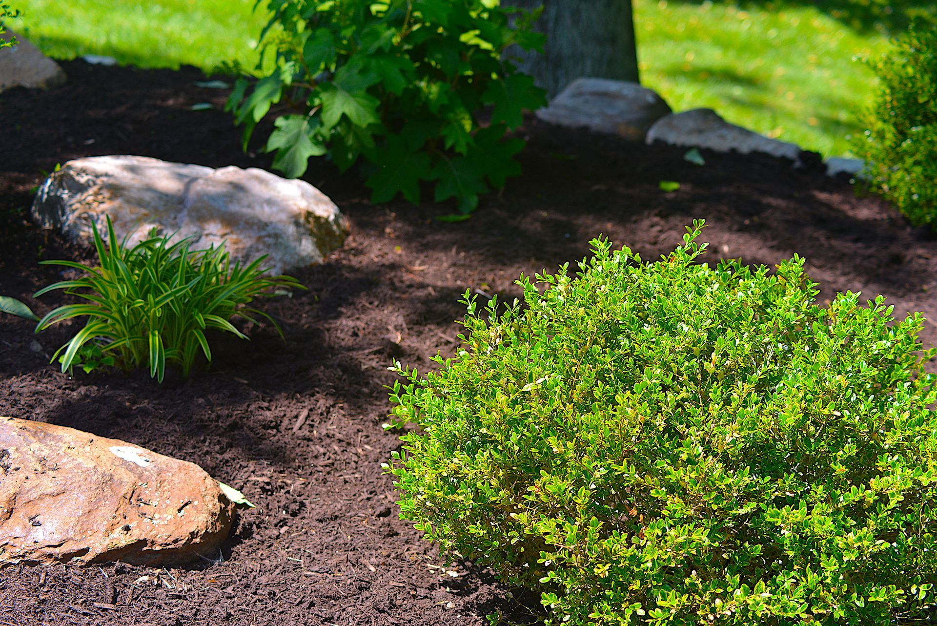 Green shrub in a mulched garden bed with rocks and foliage.