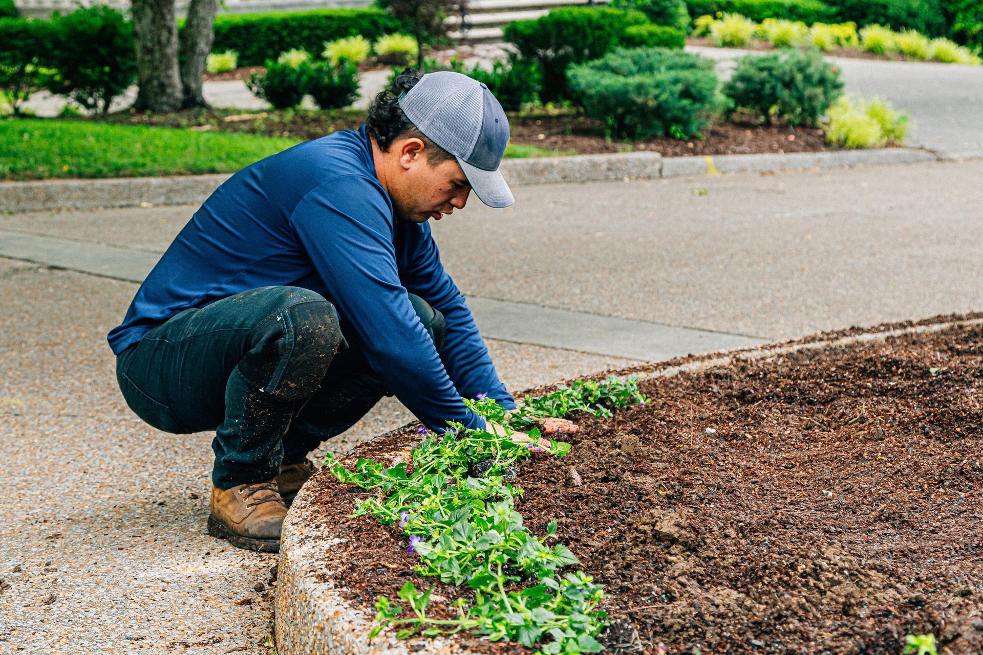 Man in blue shirt and hat plants green plants in a garden bed next to a road.