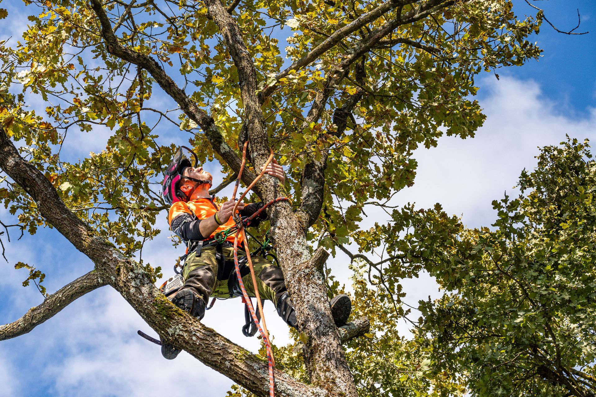 Arborist in a tree, wearing a safety harness, securing ropes; bright sky and green leaves.