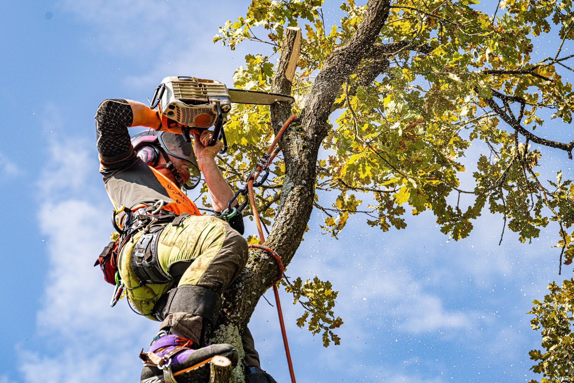 Arborist using a chainsaw to trim a tree. Wearing safety gear, set against a blue sky.