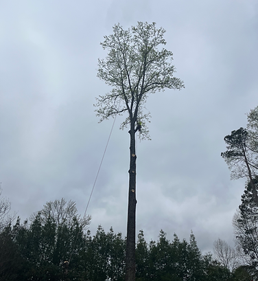 A tall tree being trimmed by a worker, cloudy sky overhead.