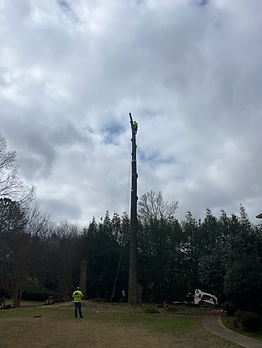 Tree service worker cuts down tall tree on a cloudy day.