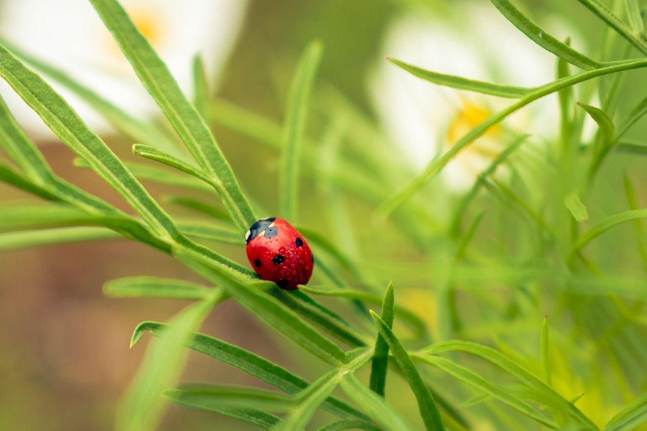 Lieveheersbeestje me 7stippen