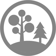 pine tree icon